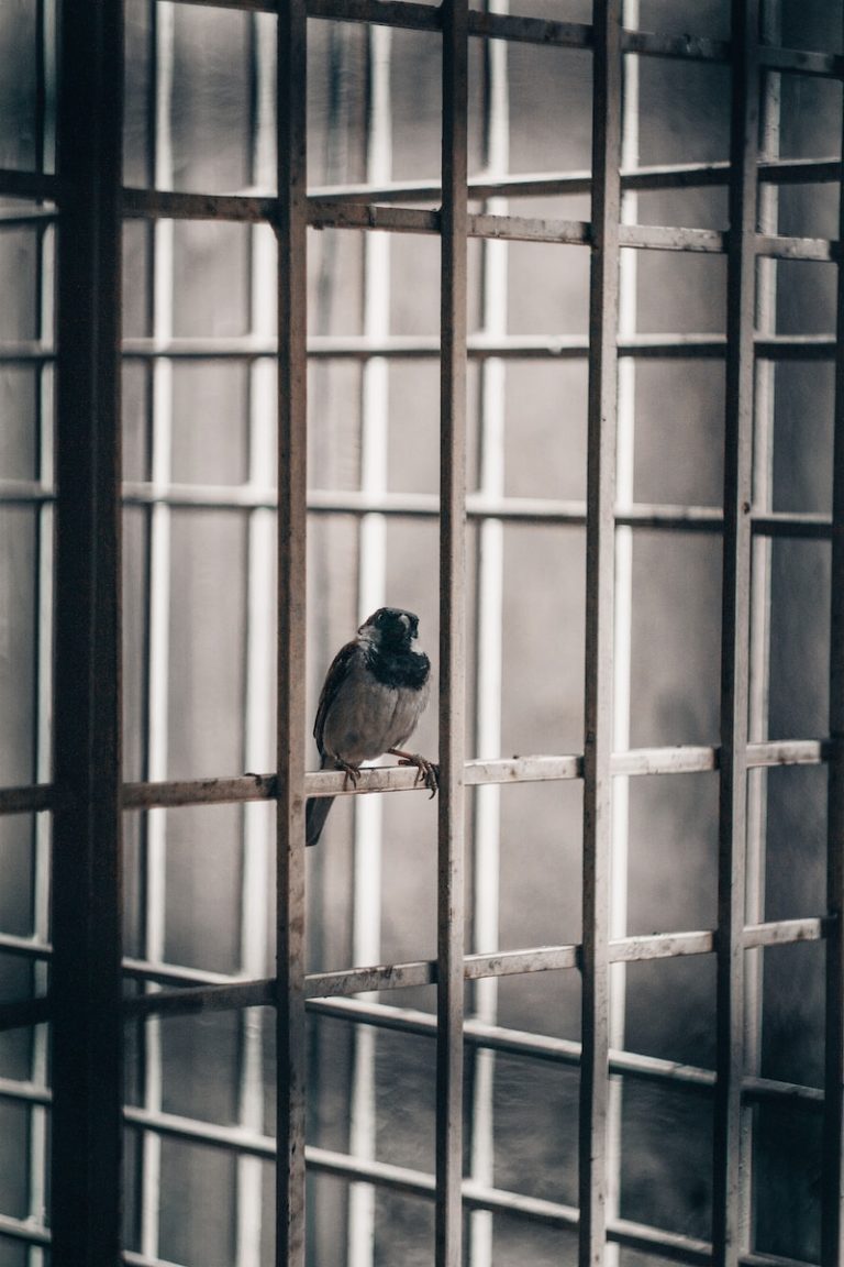 brown bird on black metal window