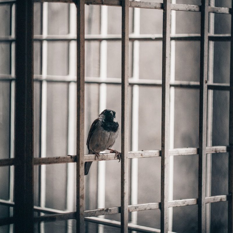 brown bird on black metal window
